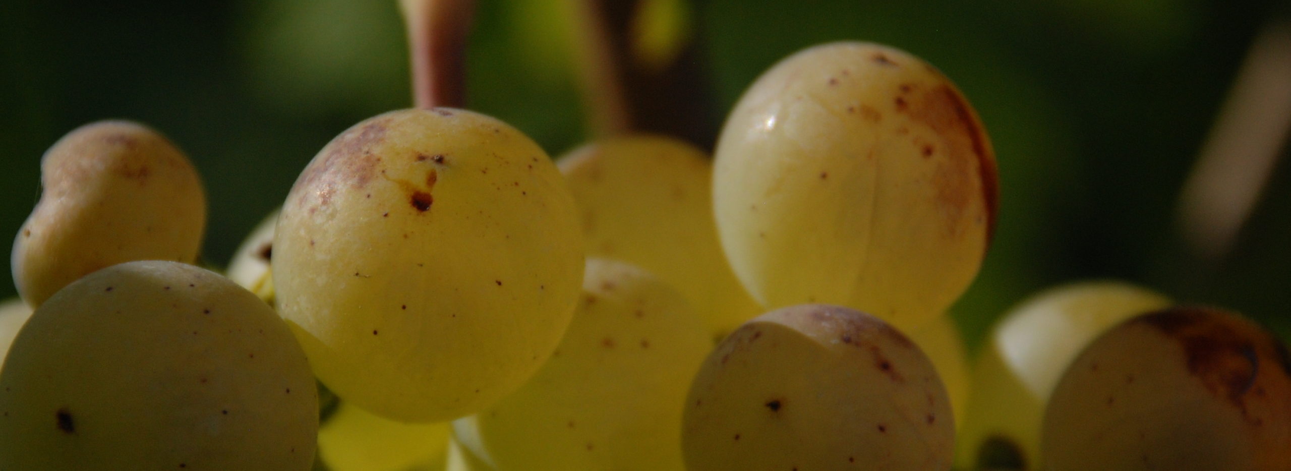 Grappe de chasselas