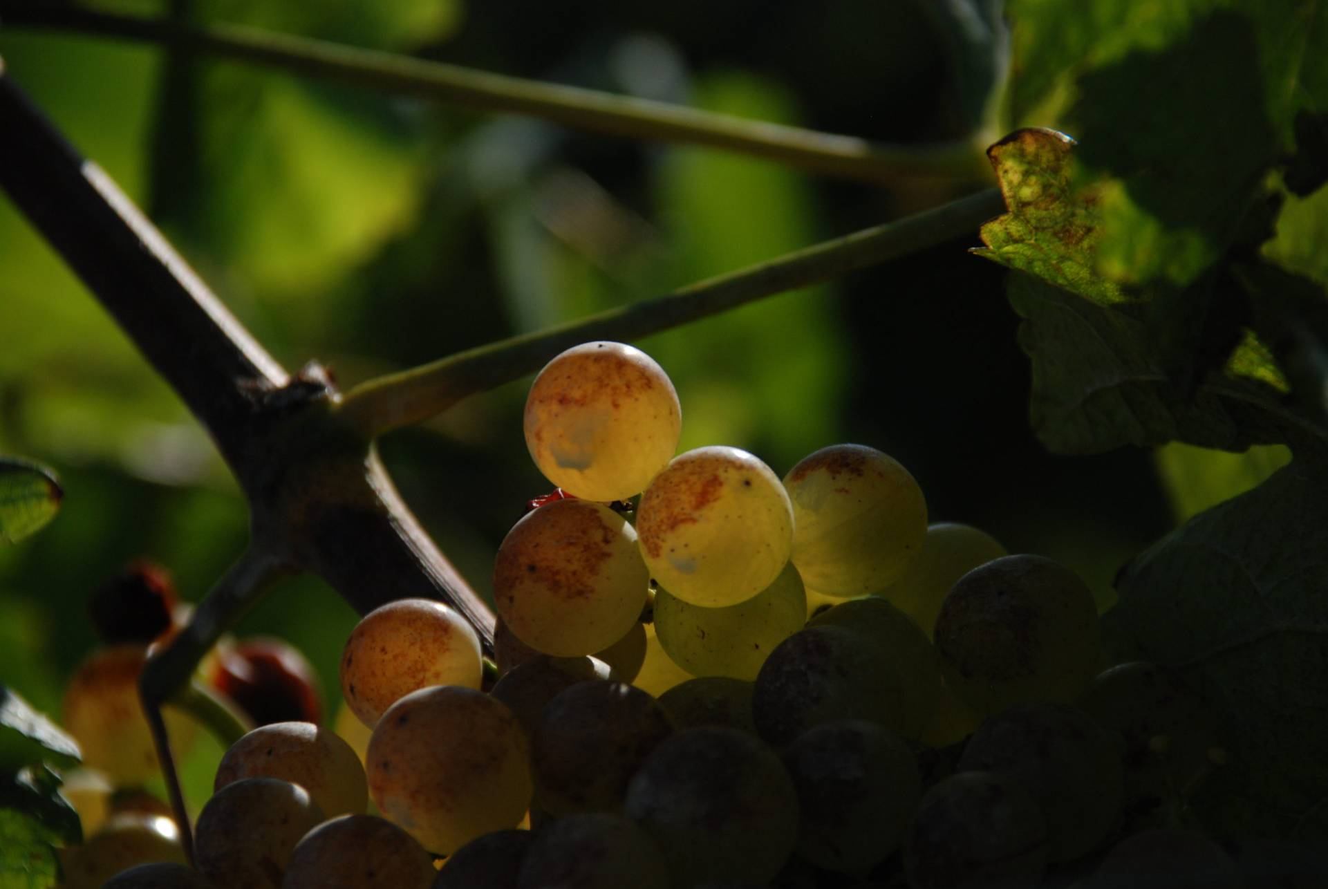 Raisin chasselas